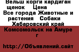 Вельш корги кардиган щенок  › Цена ­ 35 000 - Все города Животные и растения » Собаки   . Хабаровский край,Комсомольск-на-Амуре г.